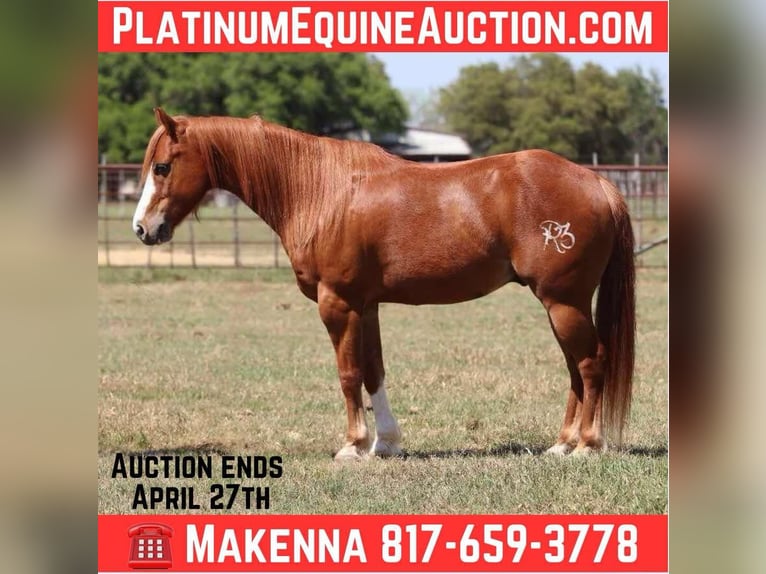 American Quarter Horse Gelding 8 years 12,2 hh Chestnut in Lipan TX