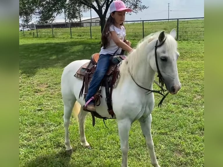 American Quarter Horse Gelding 8 years 12,2 hh Grey in Gainesville TX