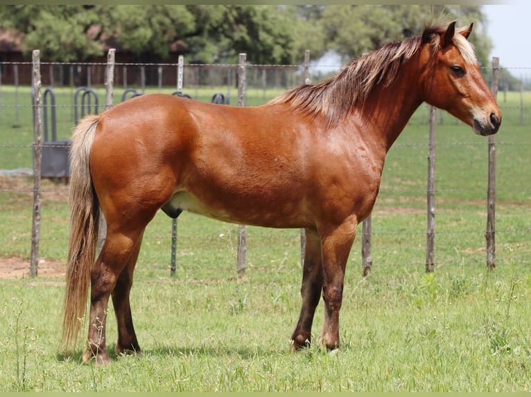 American Quarter Horse Gelding 8 years 12,3 hh Bay in Lipan TX