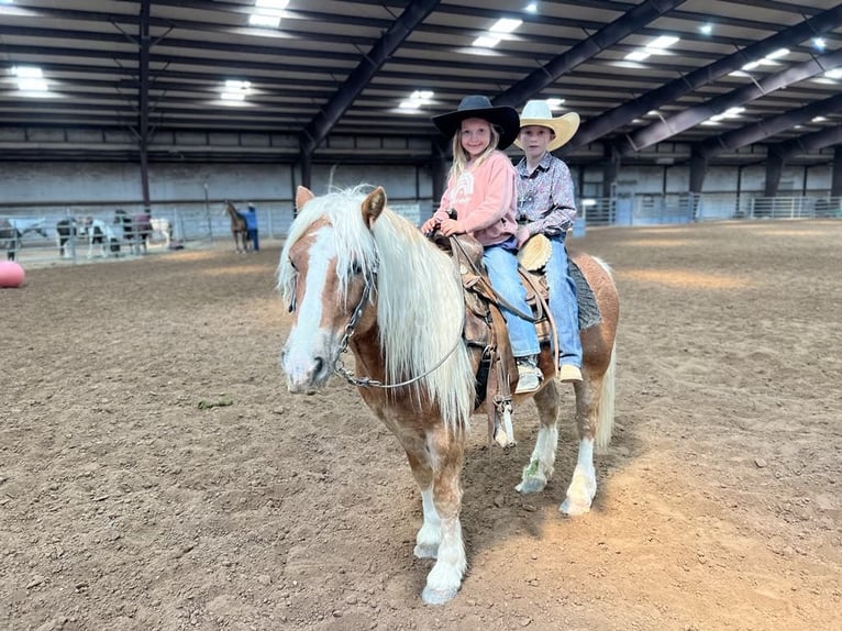 American Quarter Horse Gelding 8 years 13,2 hh Chestnut in Sweet Springs MO