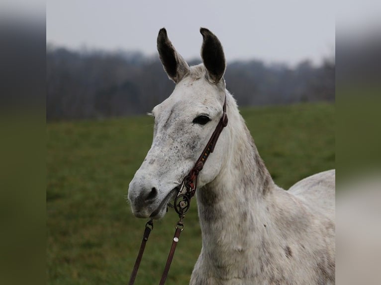 American Quarter Horse Gelding 8 years 13,2 hh Gray-Dapple in Whitley City KY