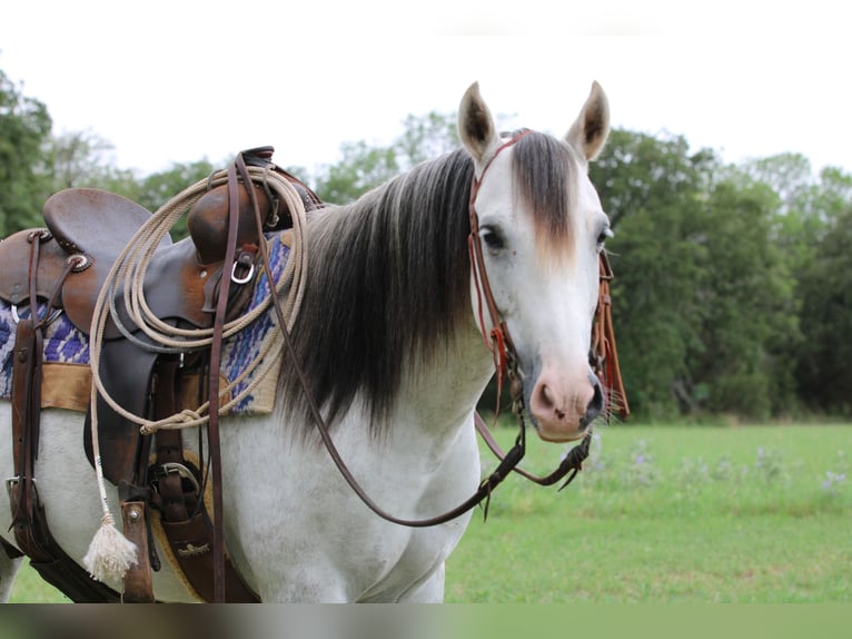 American Quarter Horse Gelding 8 years 13,2 hh Gray in Stephenville, TX