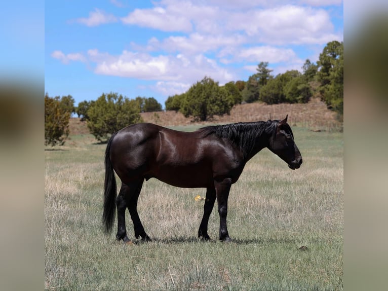 American Quarter Horse Gelding 8 years 13,3 hh Black in Cottonwood AZ