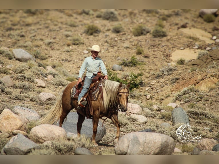 American Quarter Horse Gelding 8 years 13.3 hh Palomino in Cody