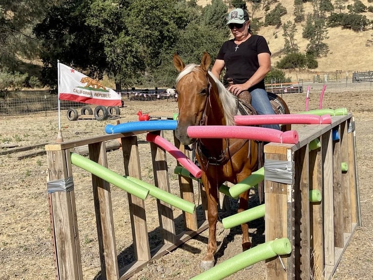 American Quarter Horse Gelding 8 years 13,3 hh Palomino in Paicines CA