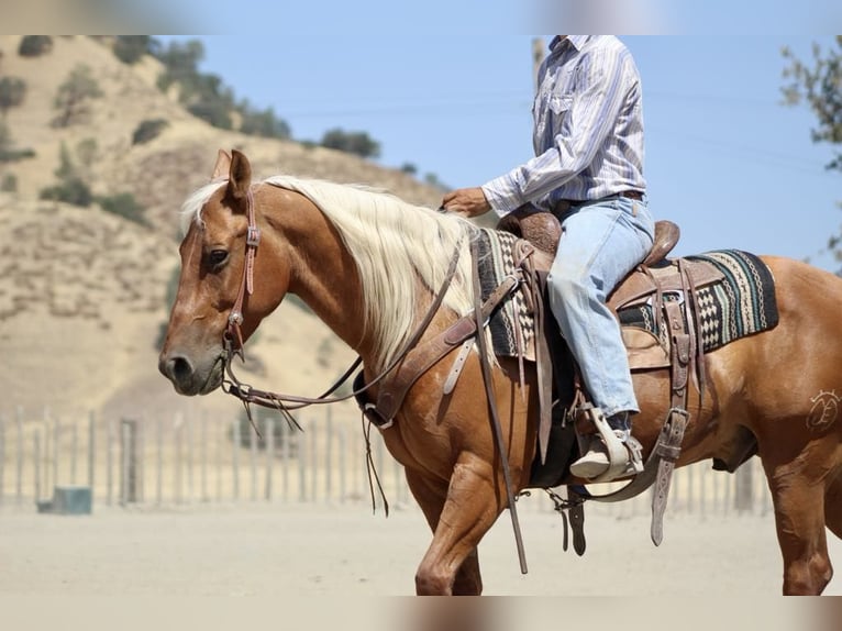 American Quarter Horse Gelding 8 years 13,3 hh Palomino in Paicines CA