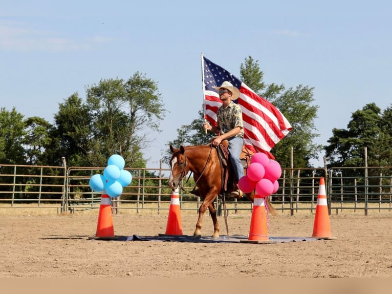 American Quarter Horse Gelding 8 years 13,3 hh Sorrel in Mt Vernon, MO
