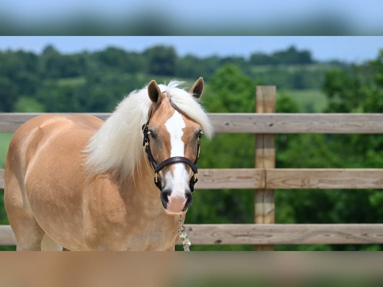 American Quarter Horse Gelding 8 years 13,3 hh Sorrel in Millersburg OH