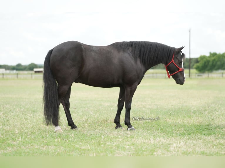 American Quarter Horse Gelding 8 years 13 hh Black in Weatherford tx
