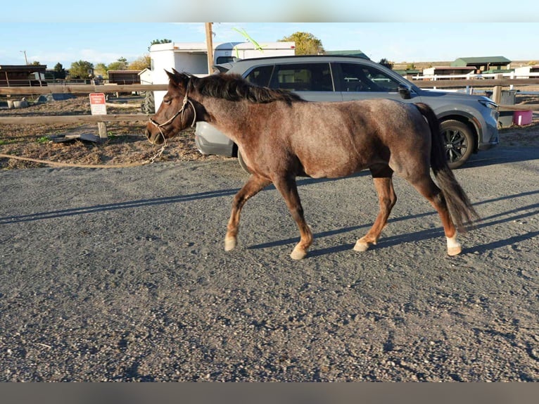 American Quarter Horse Gelding 8 years 13 hh Roan-Red in Arvada CO