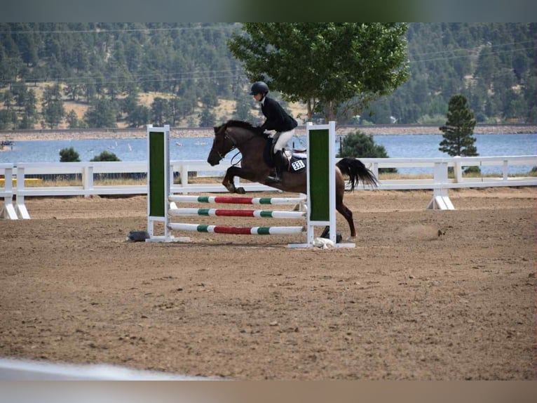 American Quarter Horse Gelding 8 years 13 hh Roan-Red in Arvada CO