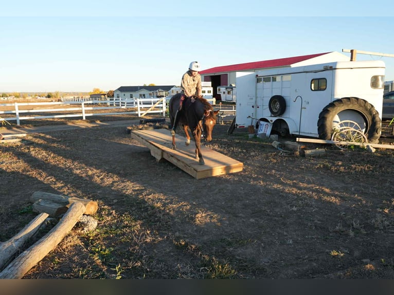 American Quarter Horse Gelding 8 years 13 hh Roan-Red in Arvada CO