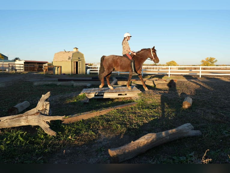 American Quarter Horse Gelding 8 years 13 hh Roan-Red in Arvada CO
