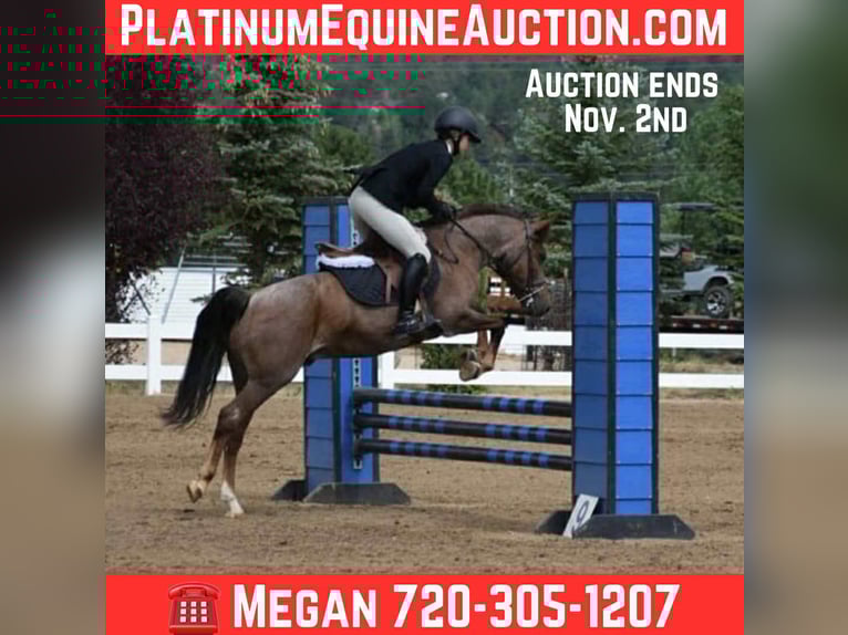 American Quarter Horse Gelding 8 years 13 hh Roan-Red in Arvada CO