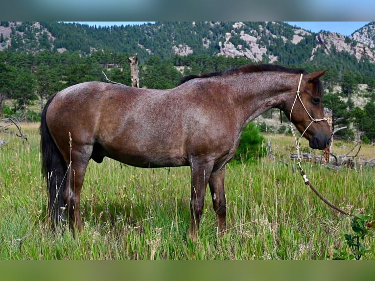 American Quarter Horse Gelding 8 years 13 hh Roan-Red in Arvada CO