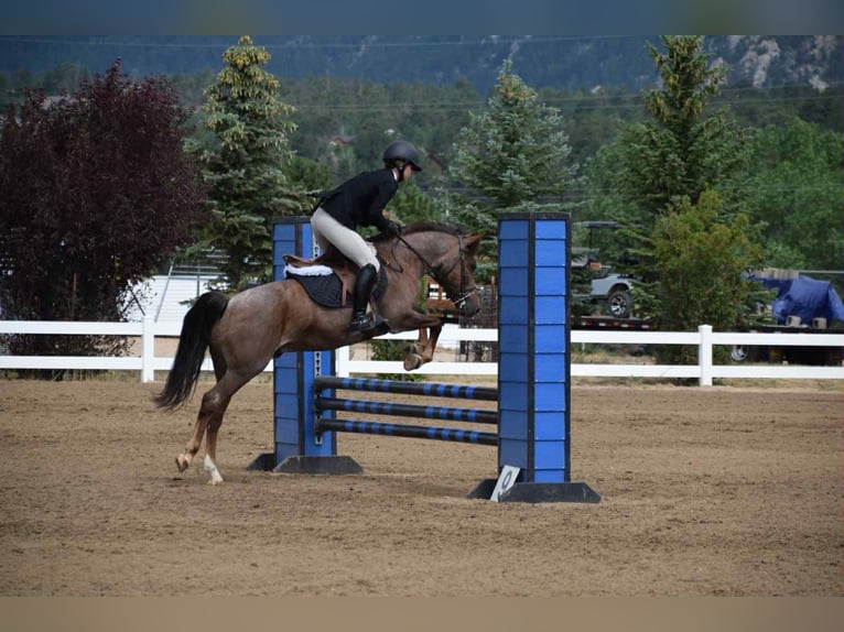 American Quarter Horse Gelding 8 years 13 hh Roan-Red in Arvada CO
