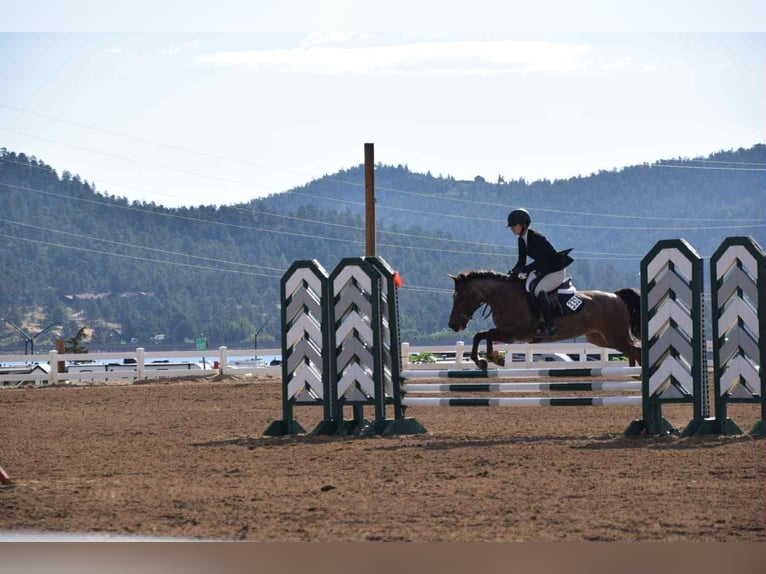 American Quarter Horse Gelding 8 years 13 hh Roan-Red in Arvada CO