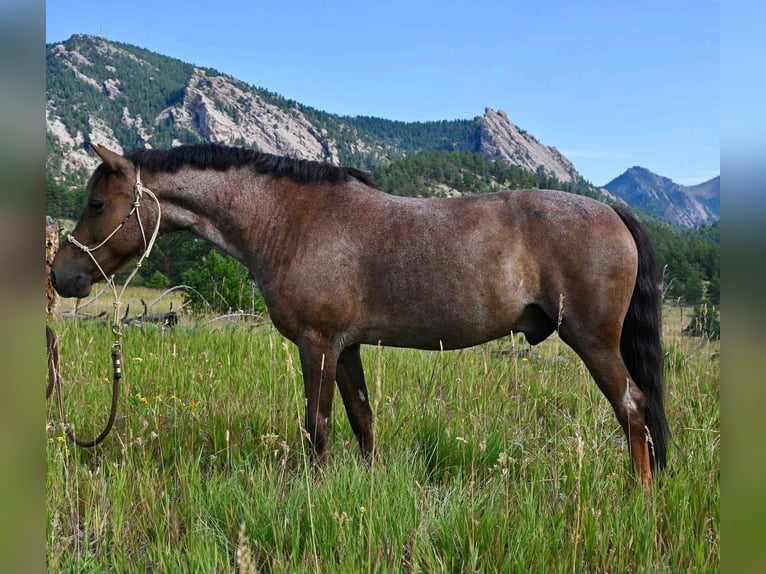 American Quarter Horse Gelding 8 years 13 hh Roan-Red in Arvada CO