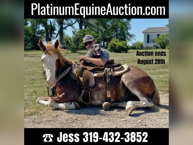 American Quarter Horse Gelding 8 years 13,1 hh Roan-Red in Van Horne IA