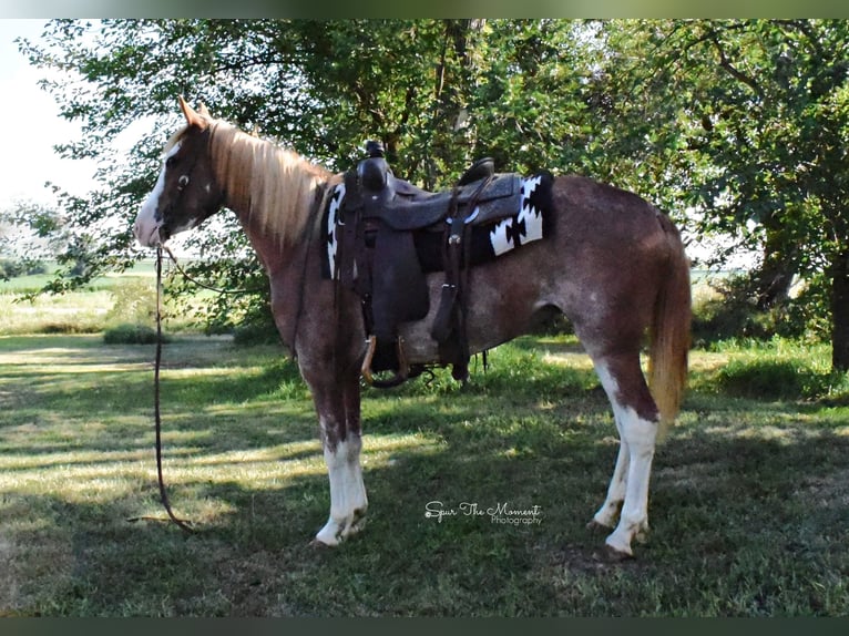 American Quarter Horse Gelding 8 years 13,1 hh Roan-Red in Van Horne IA