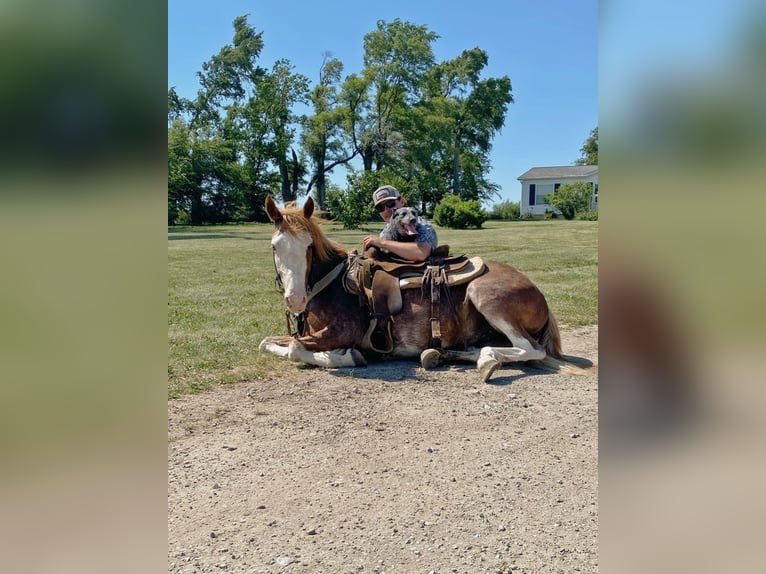 American Quarter Horse Gelding 8 years 13,1 hh Roan-Red in Van Horne IA