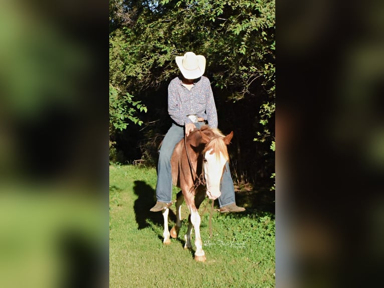 American Quarter Horse Gelding 8 years 13,1 hh Roan-Red in Van Horne IA