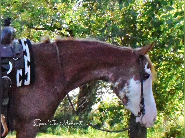 American Quarter Horse Gelding 8 years 13,1 hh Roan-Red in Van Horne IA