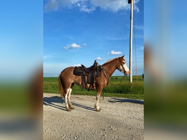 American Quarter Horse Gelding 8 years 13,1 hh Roan-Red in Van Horne IA