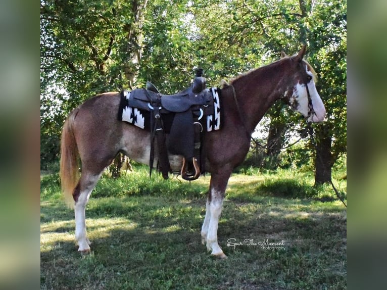 American Quarter Horse Gelding 8 years 13,1 hh Roan-Red in Van Horne IA