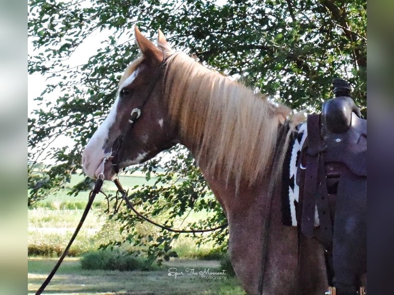 American Quarter Horse Gelding 8 years 13,1 hh Roan-Red in Van Horne IA