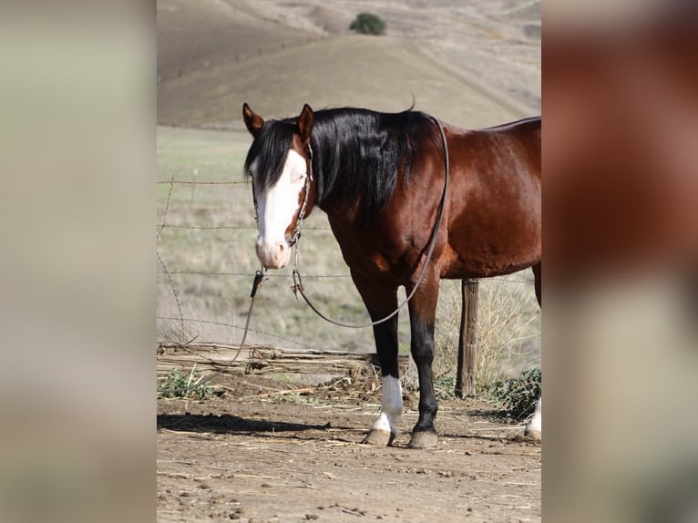 American Quarter Horse Gelding 8 years 13,2 hh Bay in Paicines CA