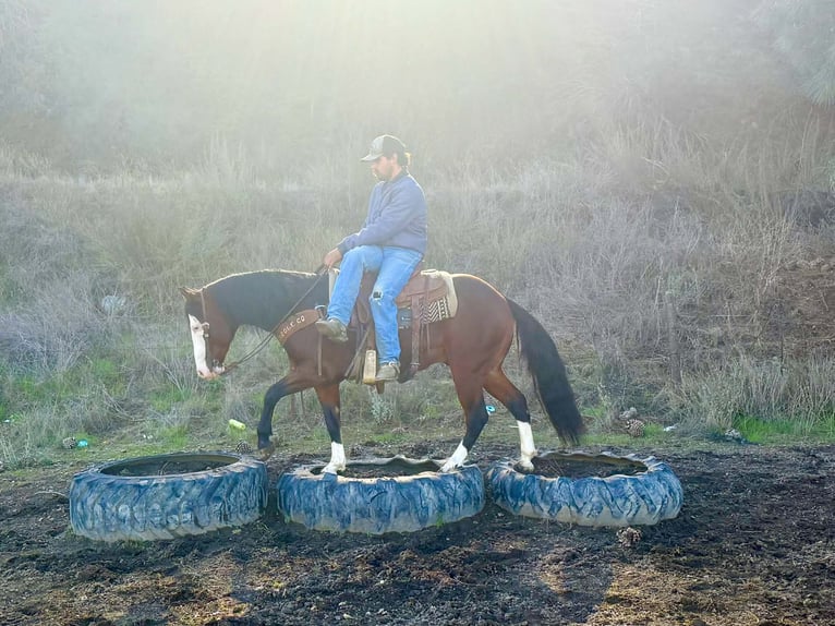 American Quarter Horse Gelding 8 years 13,2 hh Bay in Paicines CA