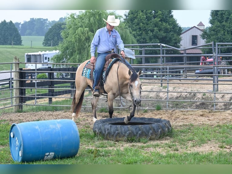 American Quarter Horse Gelding 8 years 14,1 hh Buckskin in Jackson, OH
