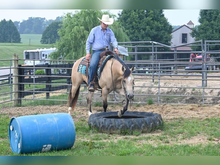 American Quarter Horse Gelding 8 years 14,1 hh Buckskin in Jackson, OH