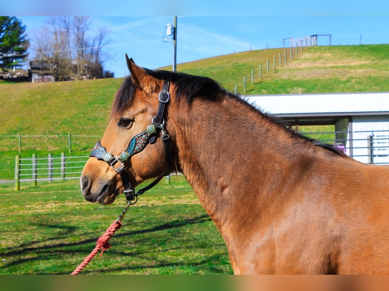 American Quarter Horse Gelding 8 years 14,1 hh Buckskin in Blacksville WV