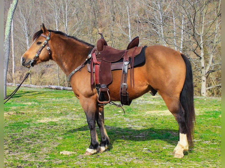 American Quarter Horse Gelding 8 years 14,1 hh Buckskin in Blacksville WV