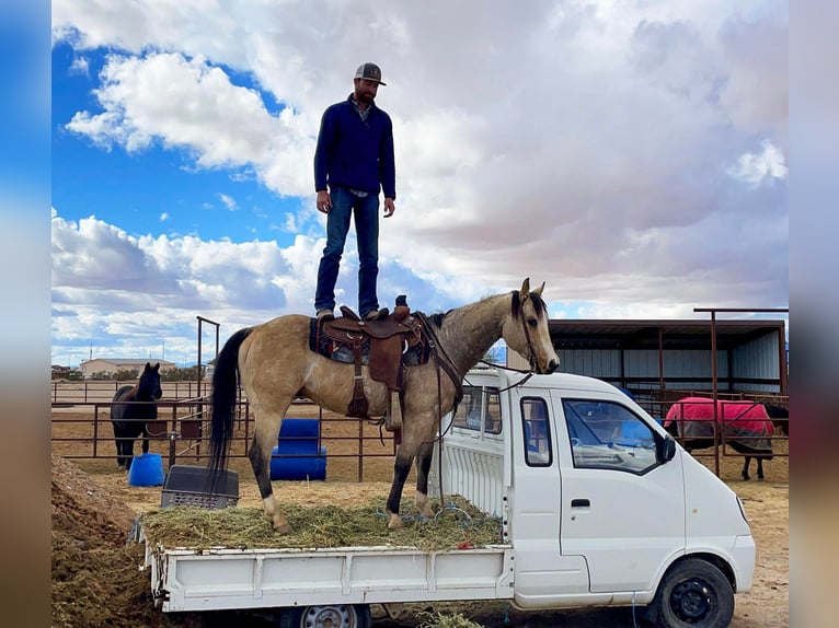 American Quarter Horse Gelding 8 years 14,1 hh Buckskin in Wickenburg AZ