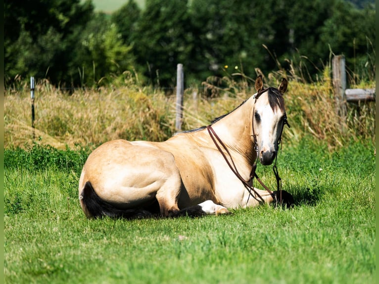 American Quarter Horse Gelding 8 years 14,1 hh Buckskin in Wickenburg AZ