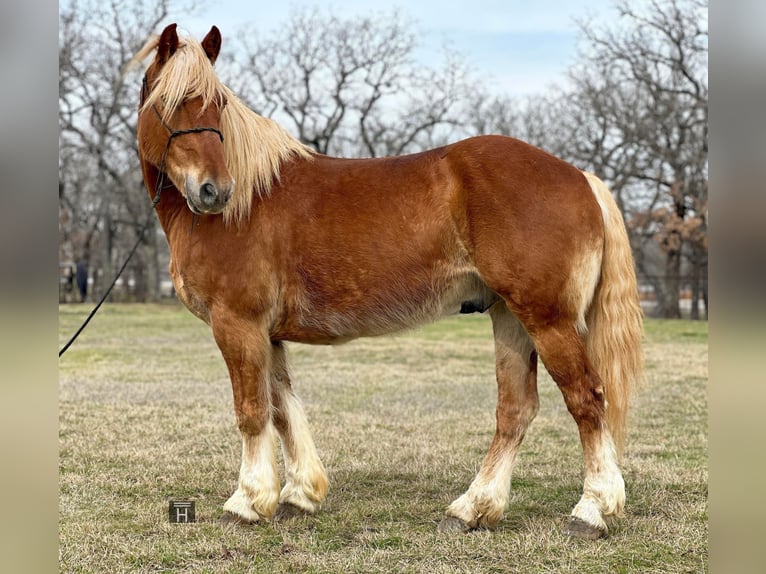 American Quarter Horse Gelding 8 years 14,1 hh Chestnut in Jacksboro TX