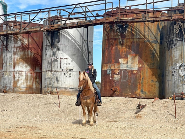 American Quarter Horse Gelding 8 years 14,1 hh Chestnut in Jacksboro TX