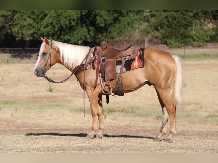 American Quarter Horse Mix Gelding 8 years 14,1 hh Palomino in Pilot Point, TX