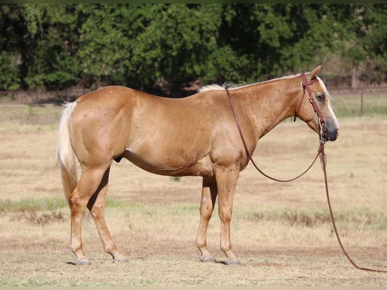 American Quarter Horse Mix Gelding 8 years 14,1 hh Palomino in Pilot Point, TX