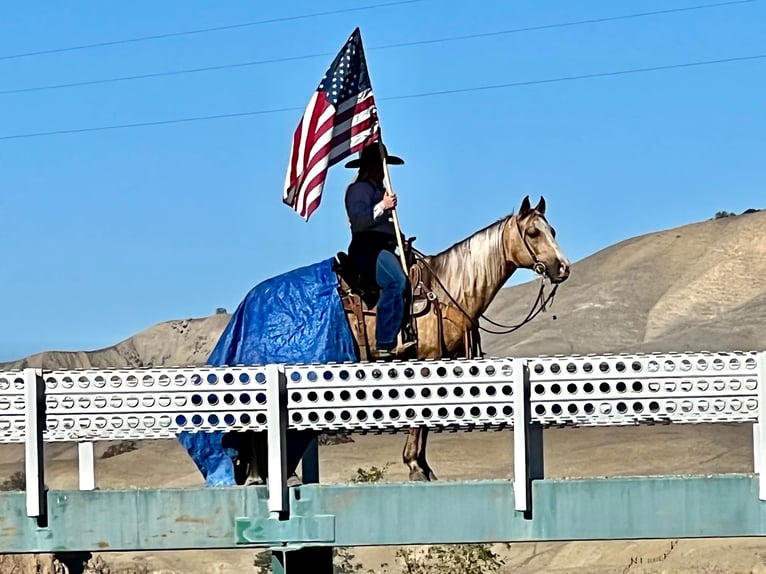 American Quarter Horse Gelding 8 years 14,1 hh Palomino in Bitterwater CA