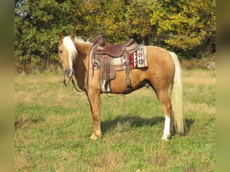 American Quarter Horse Gelding 8 years 14,1 hh Palomino in Effingham IL