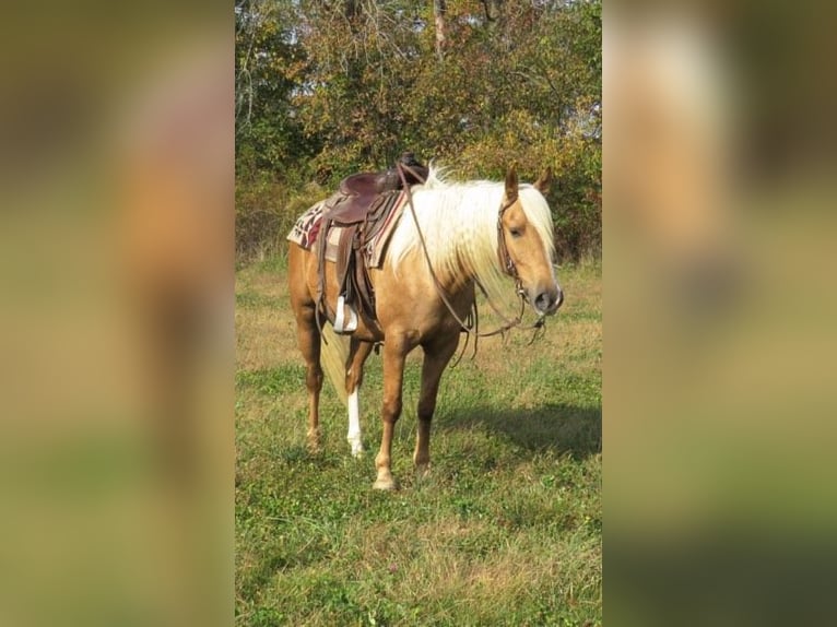 American Quarter Horse Gelding 8 years 14,1 hh Palomino in Effingham IL