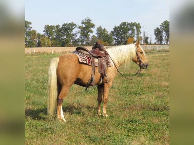 American Quarter Horse Gelding 8 years 14,1 hh Palomino in Effingham IL