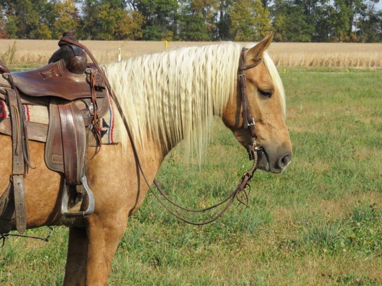 American Quarter Horse Gelding 8 years 14,1 hh Palomino in Effingham IL