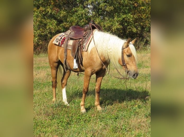 American Quarter Horse Gelding 8 years 14,1 hh Palomino in Effingham IL