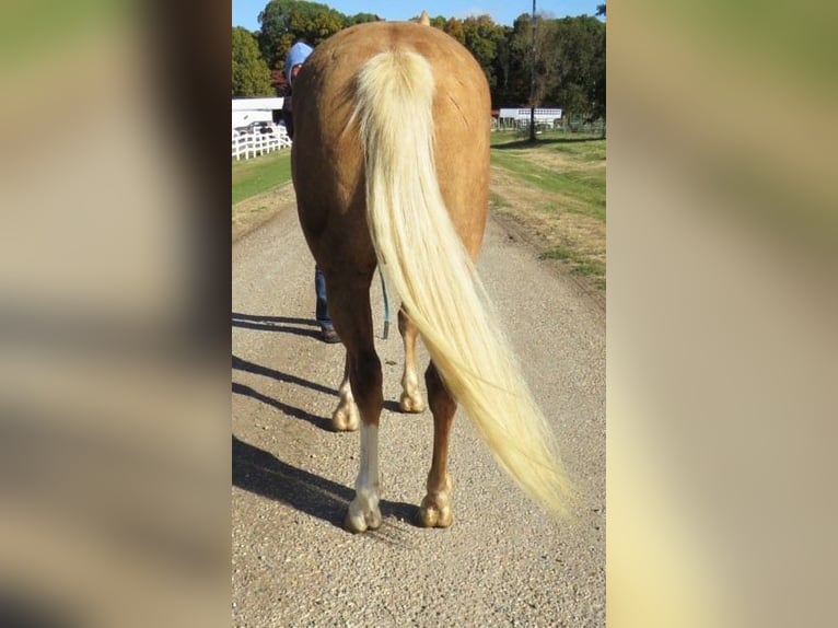 American Quarter Horse Gelding 8 years 14,1 hh Palomino in Effingham IL