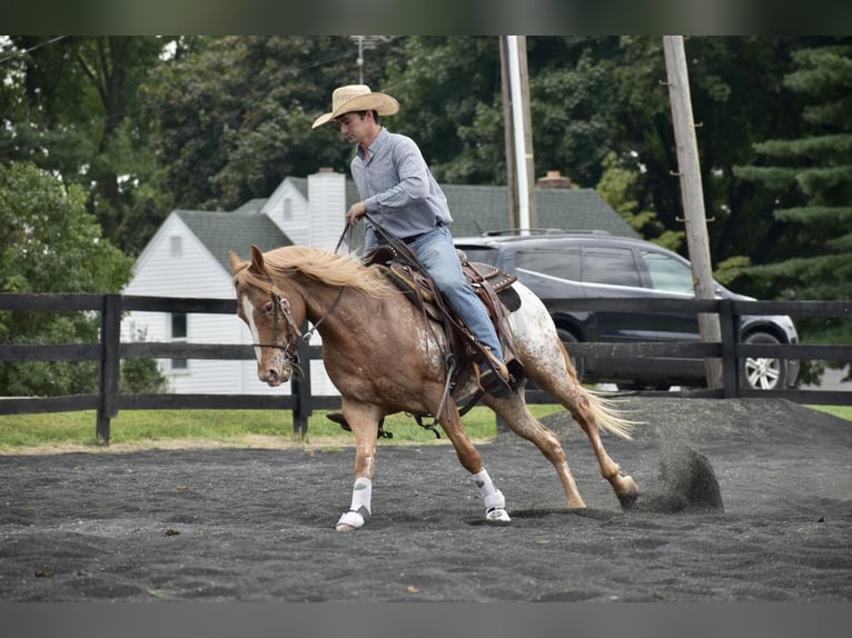 American Quarter Horse Gelding 8 years 14,1 hh Roan-Bay in Sweet Springs MO